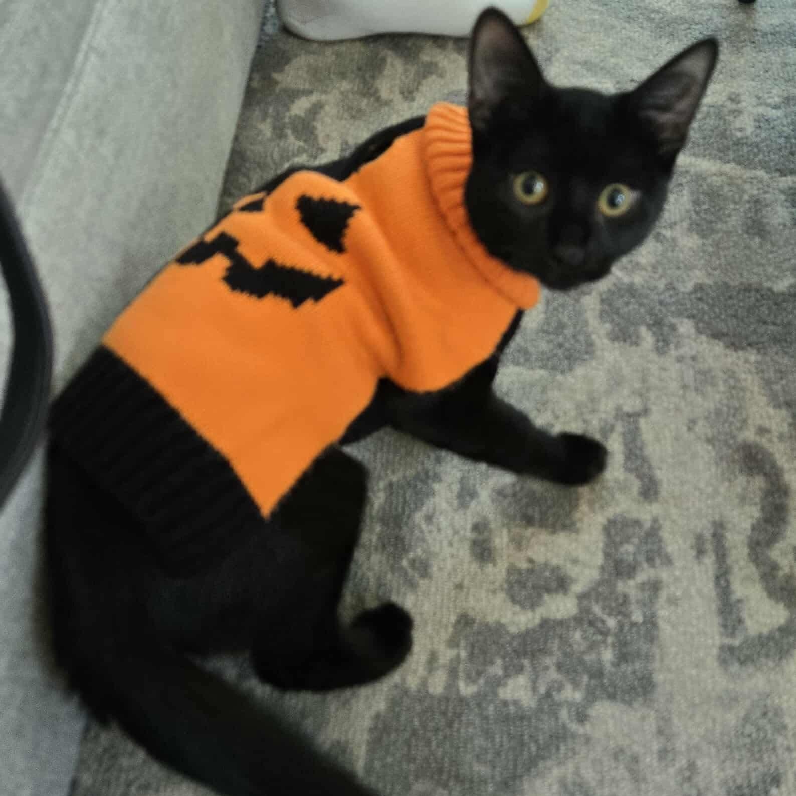 Zee, a Adoptable mixed breed in Chicago, IL image 4/6