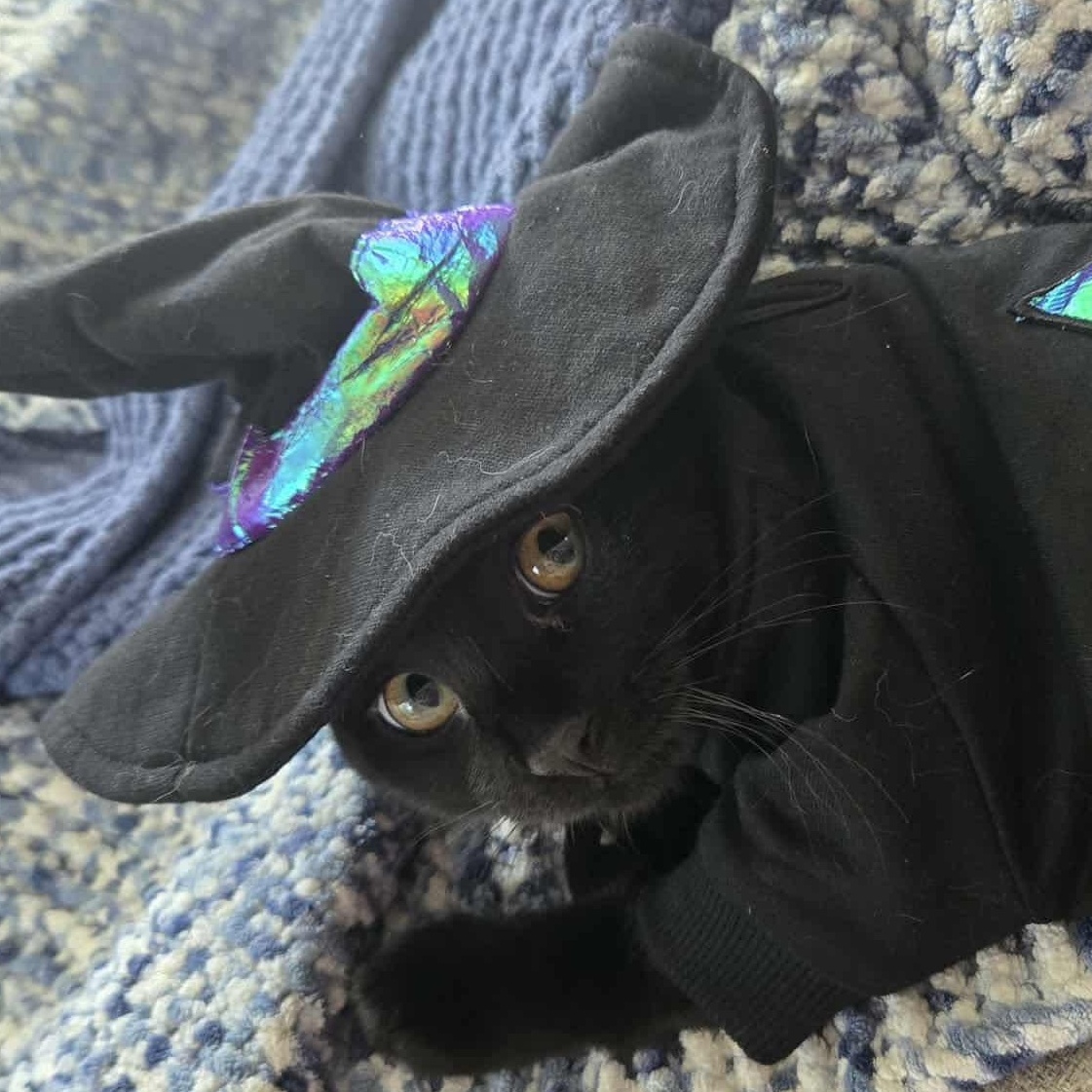 Zee, a Adoptable mixed breed in Chicago, IL image 5/6