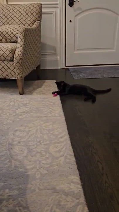 Enlarge Zee, a Adoptable mixed breed in Chicago, IL video 6/6