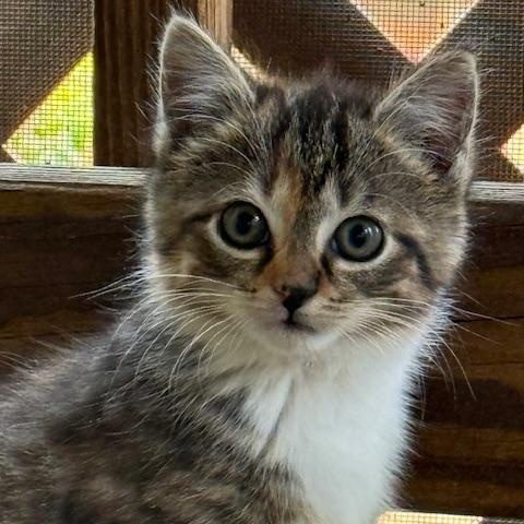 Birna, an adopted mixed breed in Columbia, SC image 2/2