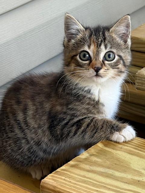 Birna, adopted, Young Female Domestic Short Hair & Torbie.