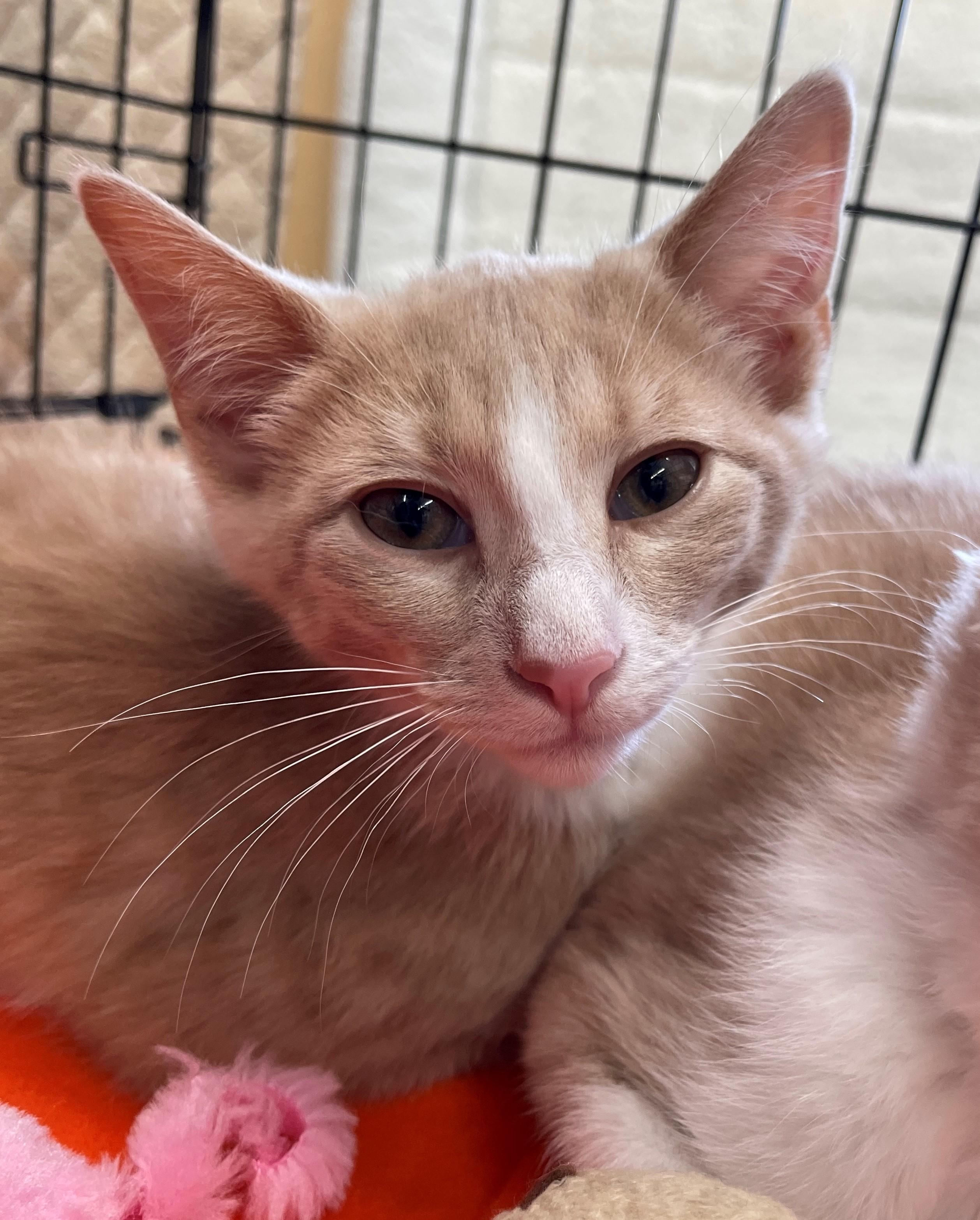 Enlarge Kyle, a ADOPTABLE Domestic Short Hair in Westfield, NJ image 5/5