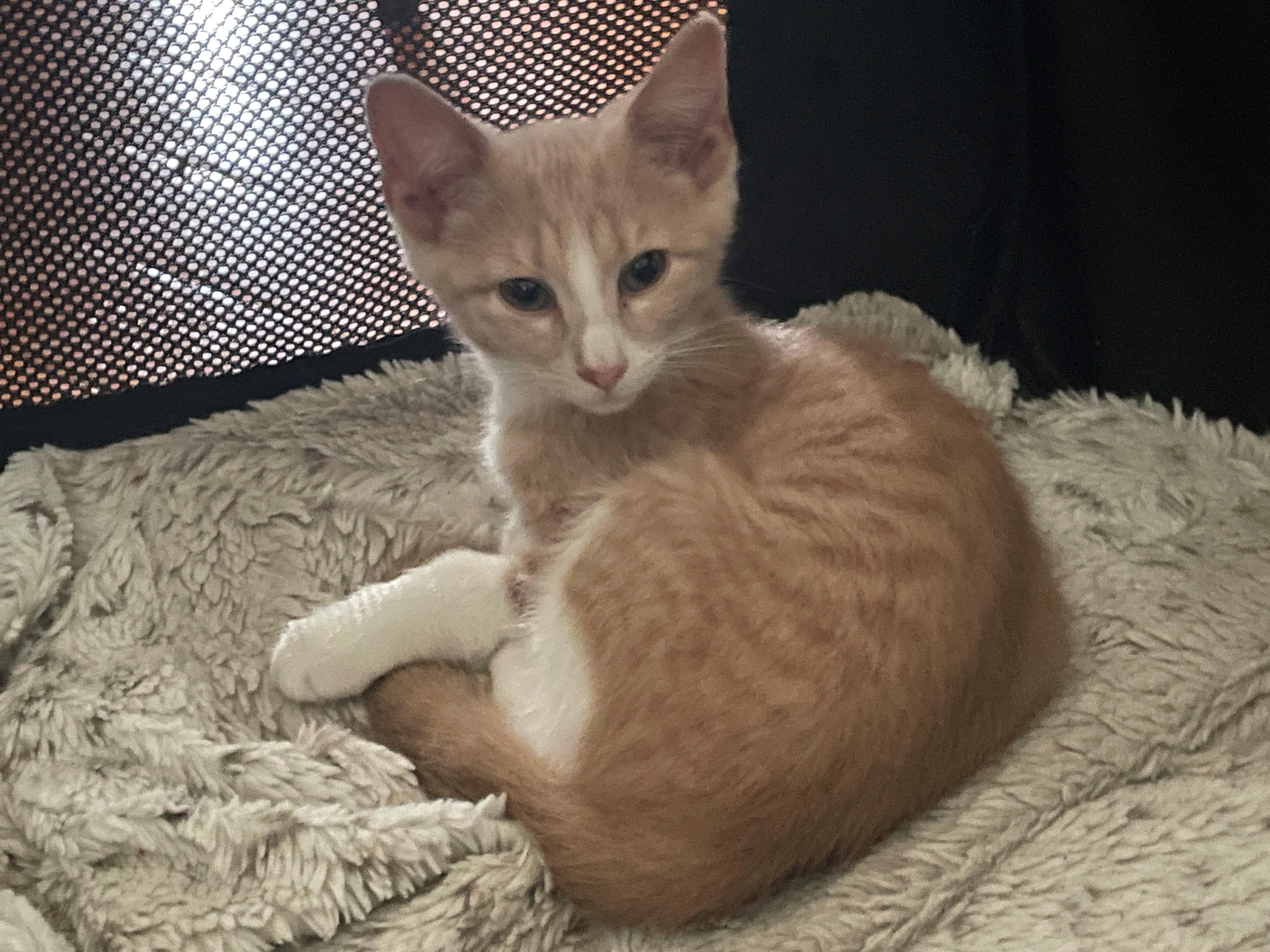 Enlarge Kyle, a ADOPTABLE Domestic Short Hair in Westfield, NJ image 4/5