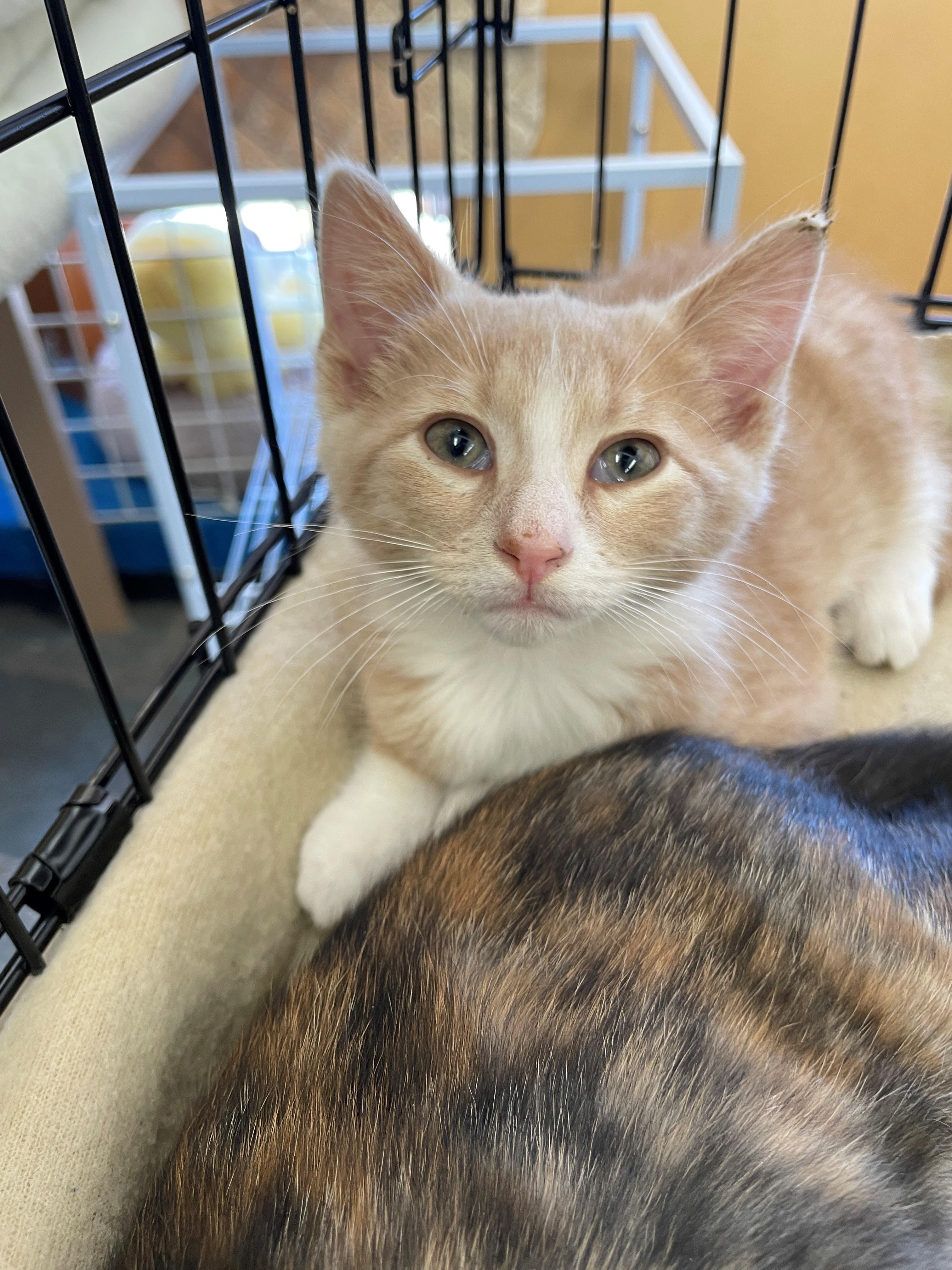 Kyle, ADOPTABLE, Kitten Male Domestic Short Hair.