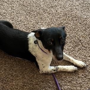 Enlarge Freya, a ADOPTABLE mixed breed in Alma, MI image 2/3