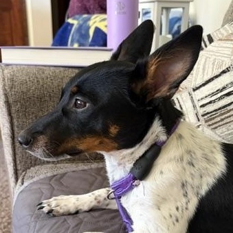 Enlarge Freya, a ADOPTABLE mixed breed in Alma, MI image 1/3