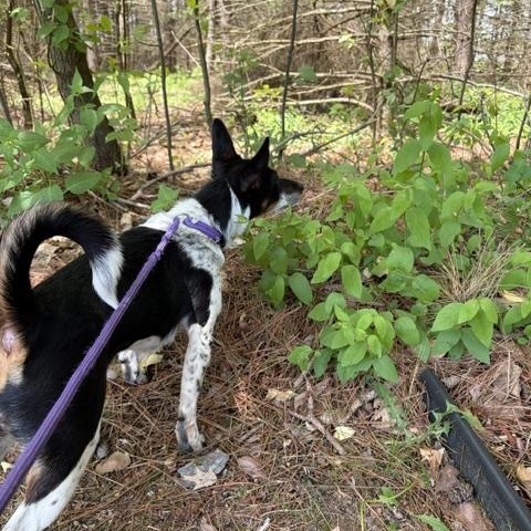 Enlarge Freya, a ADOPTABLE mixed breed in Alma, MI image 3/3