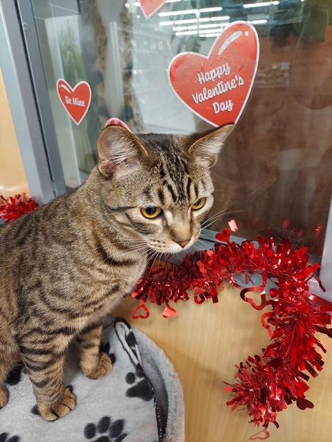 Enlarge Treat, a Adoptable Domestic Short Hair in Hutchinson, MN image 3/4