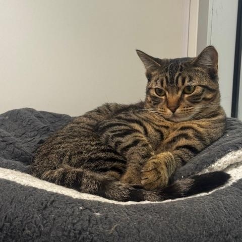 Enlarge Treat, a Adoptable Domestic Short Hair in Hutchinson, MN image 1/4