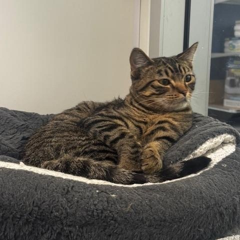 Enlarge Treat, a Adoptable Domestic Short Hair in Hutchinson, MN image 2/4