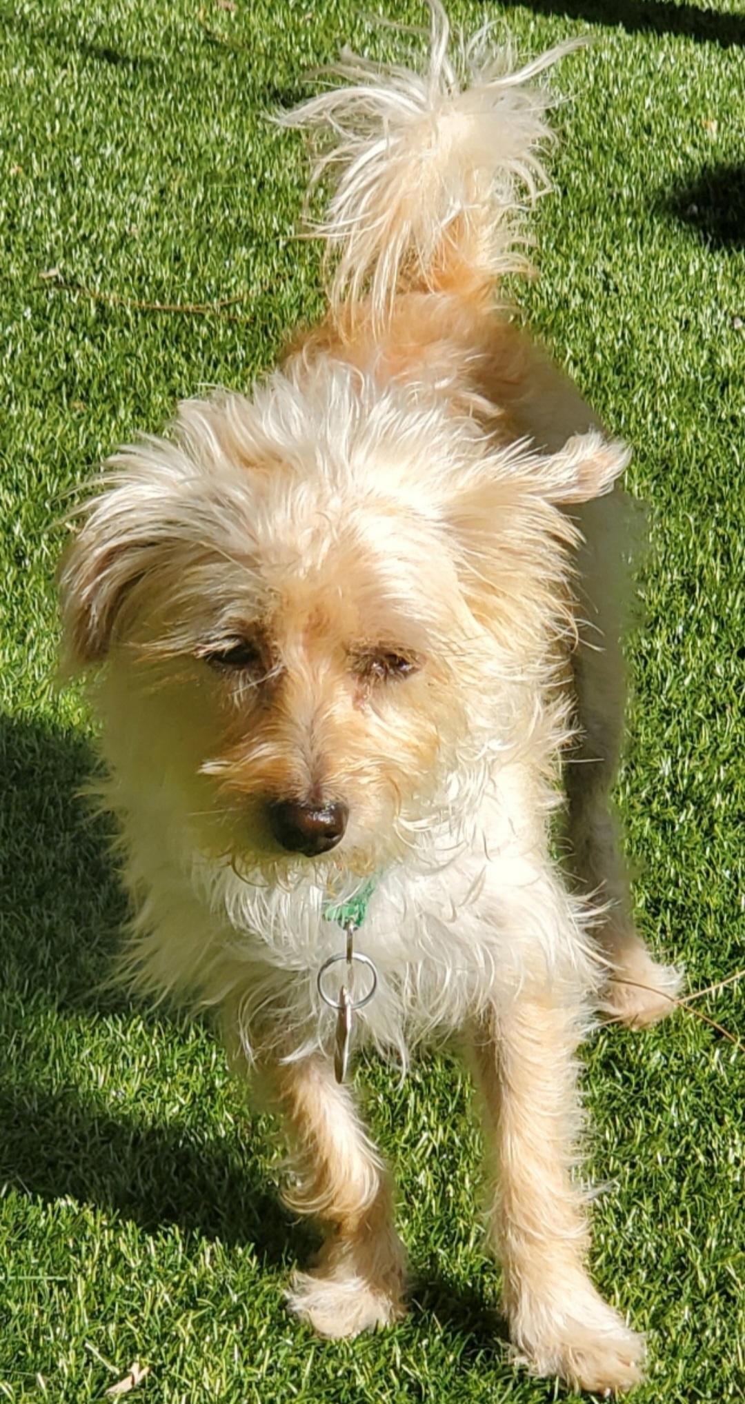 Enlarge Joly, a Adopted mixed breed in Miami, FL image 1/4