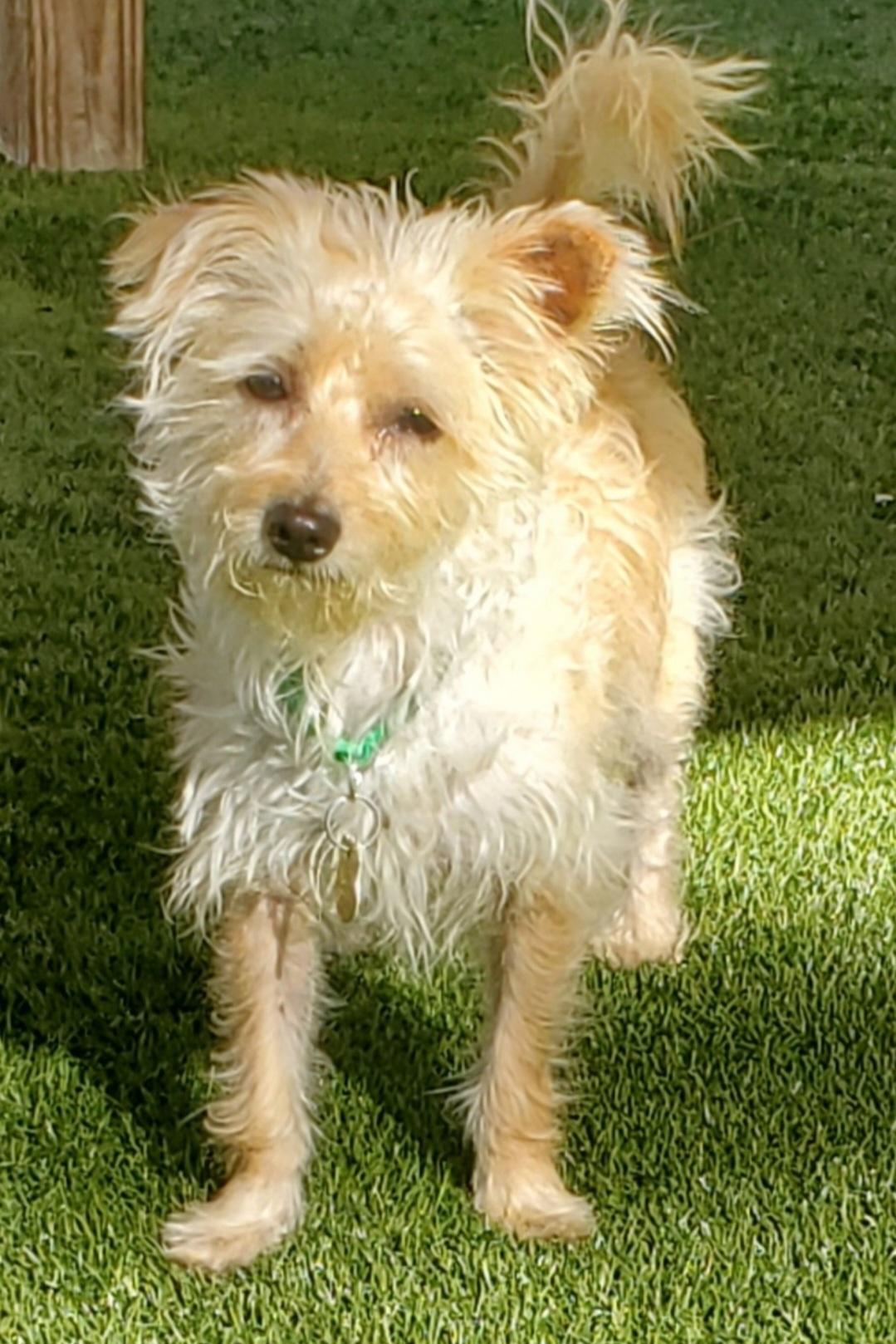 Enlarge Joly, a Adopted mixed breed in Miami, FL image 2/4