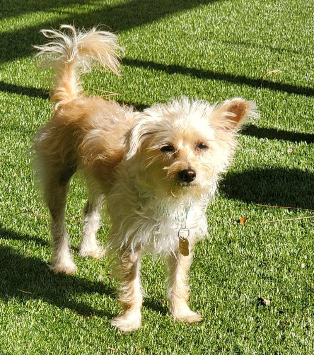 Enlarge Joly, a Adopted mixed breed in Miami, FL image 4/4