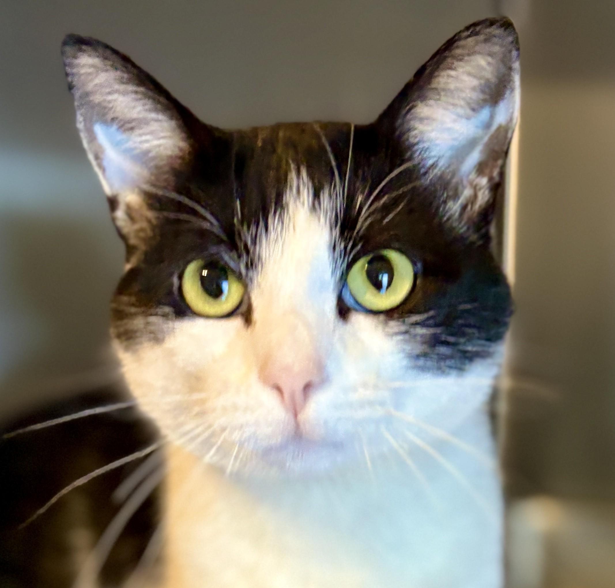 Enlarge LIZZY and POPPY, a Adoptable Domestic Short Hair in Prescott, AZ image 2/6