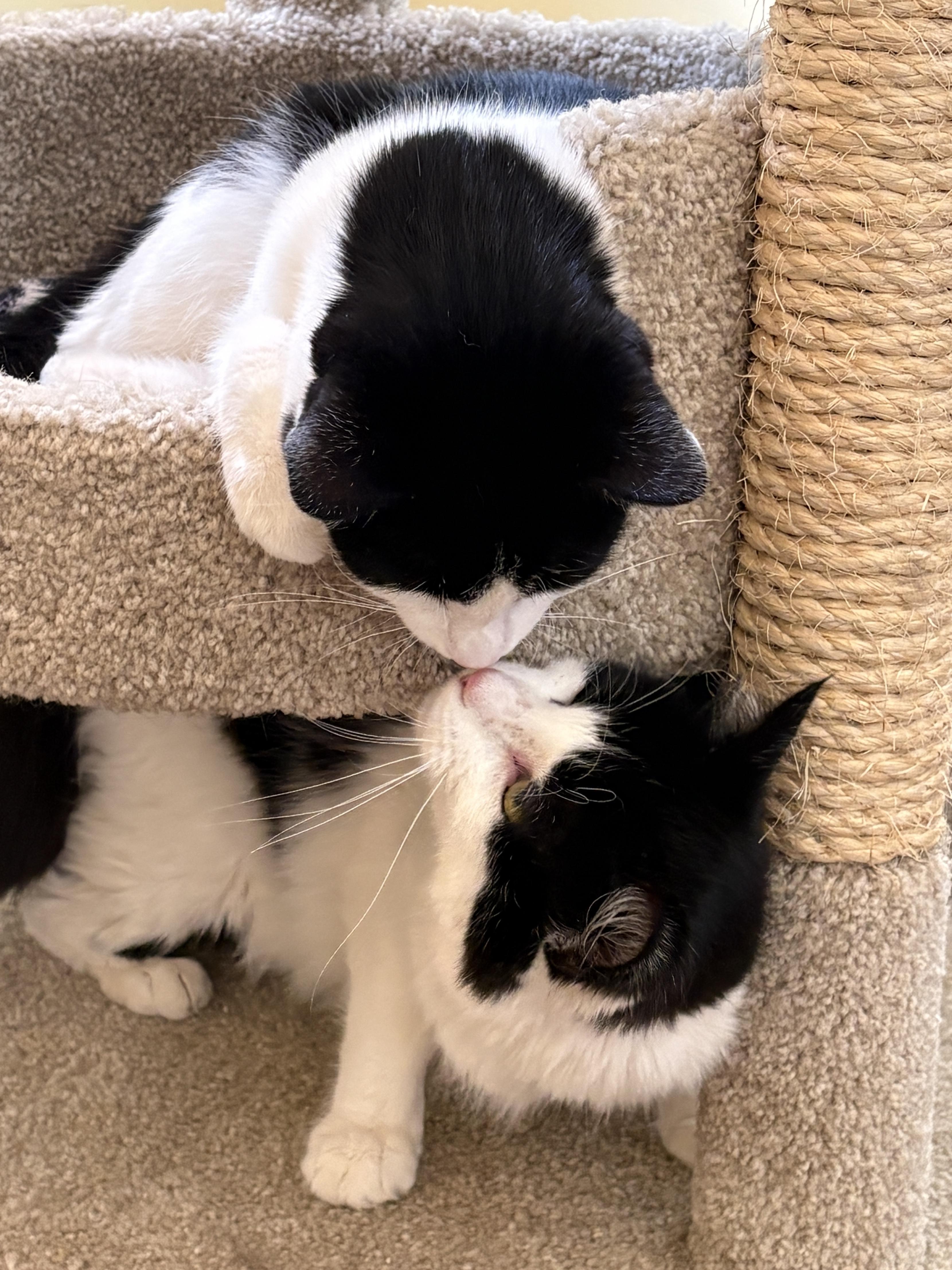 Enlarge LIZZY and POPPY, a Adoptable Domestic Short Hair in Prescott, AZ image 4/6