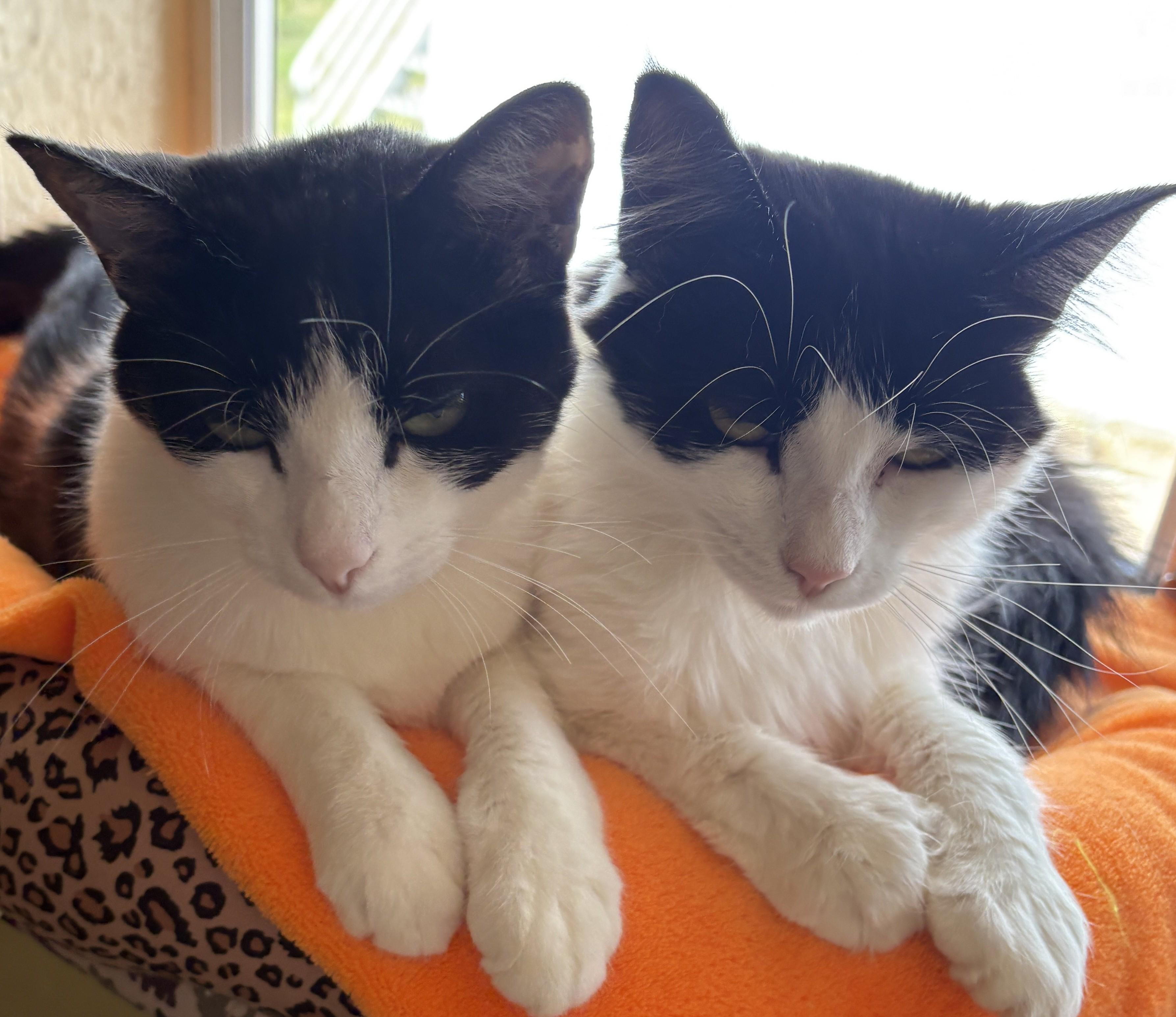 Enlarge LIZZY and POPPY, a Adoptable Domestic Short Hair in Prescott, AZ image 1/6