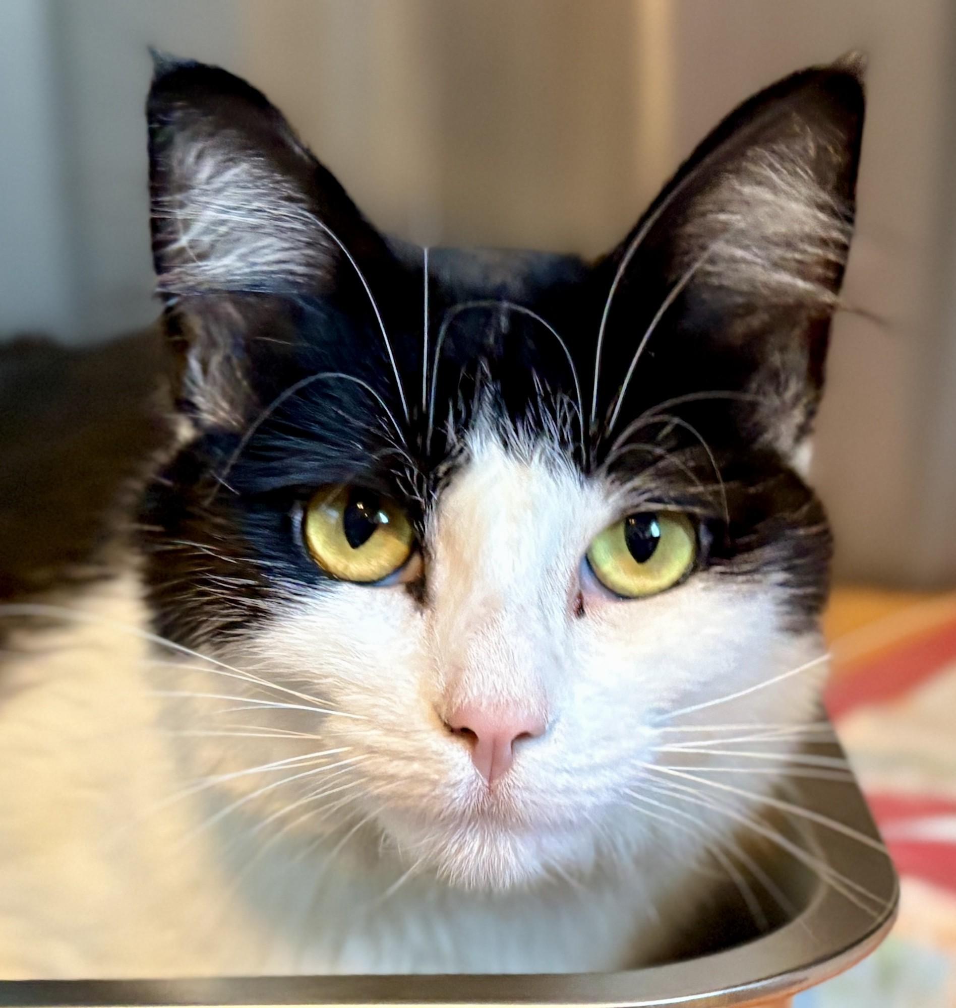 Enlarge LIZZY and POPPY, a Adoptable Domestic Short Hair in Prescott, AZ image 3/6