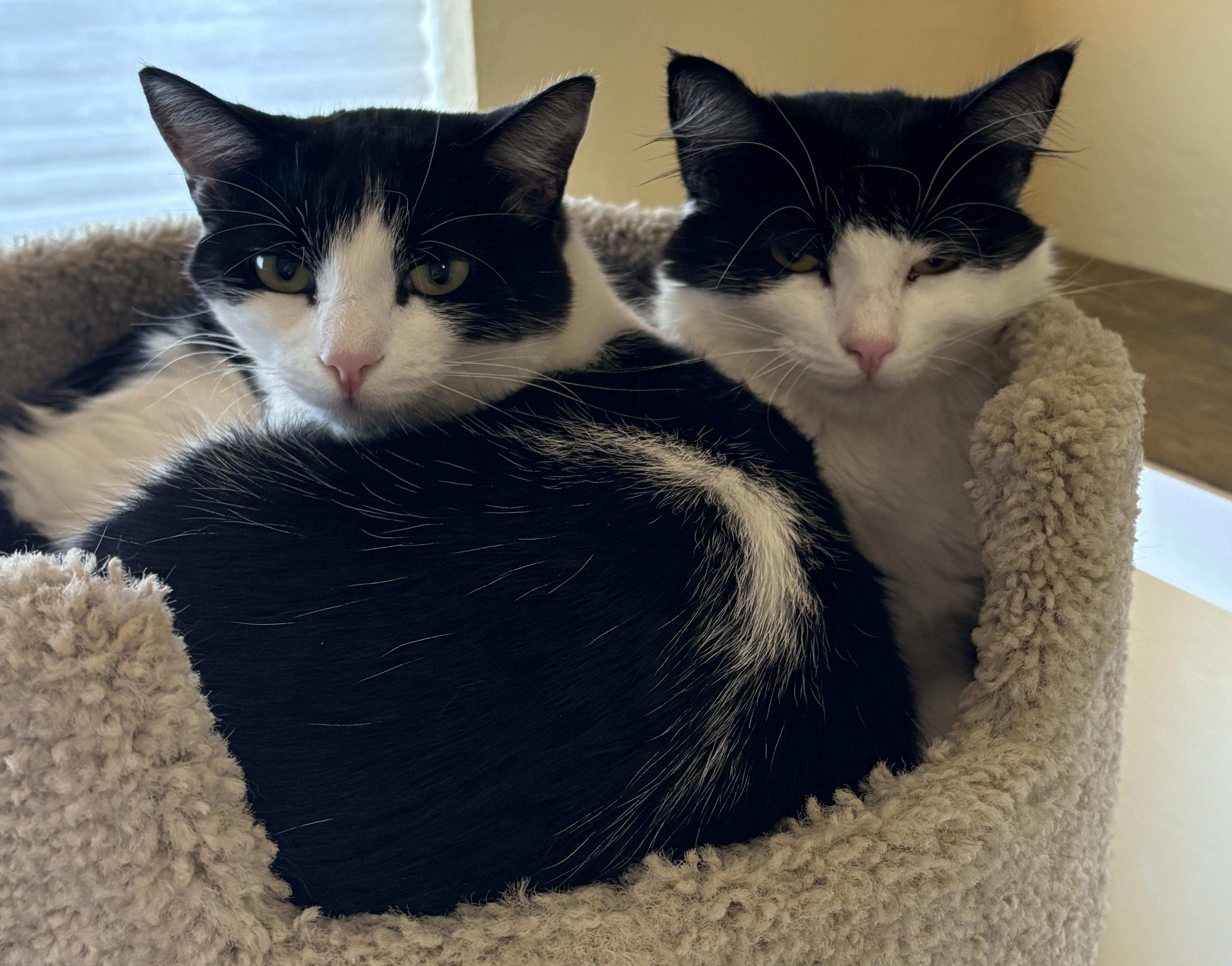 Enlarge LIZZY and POPPY, a Adoptable Domestic Short Hair in Prescott, AZ image 6/6