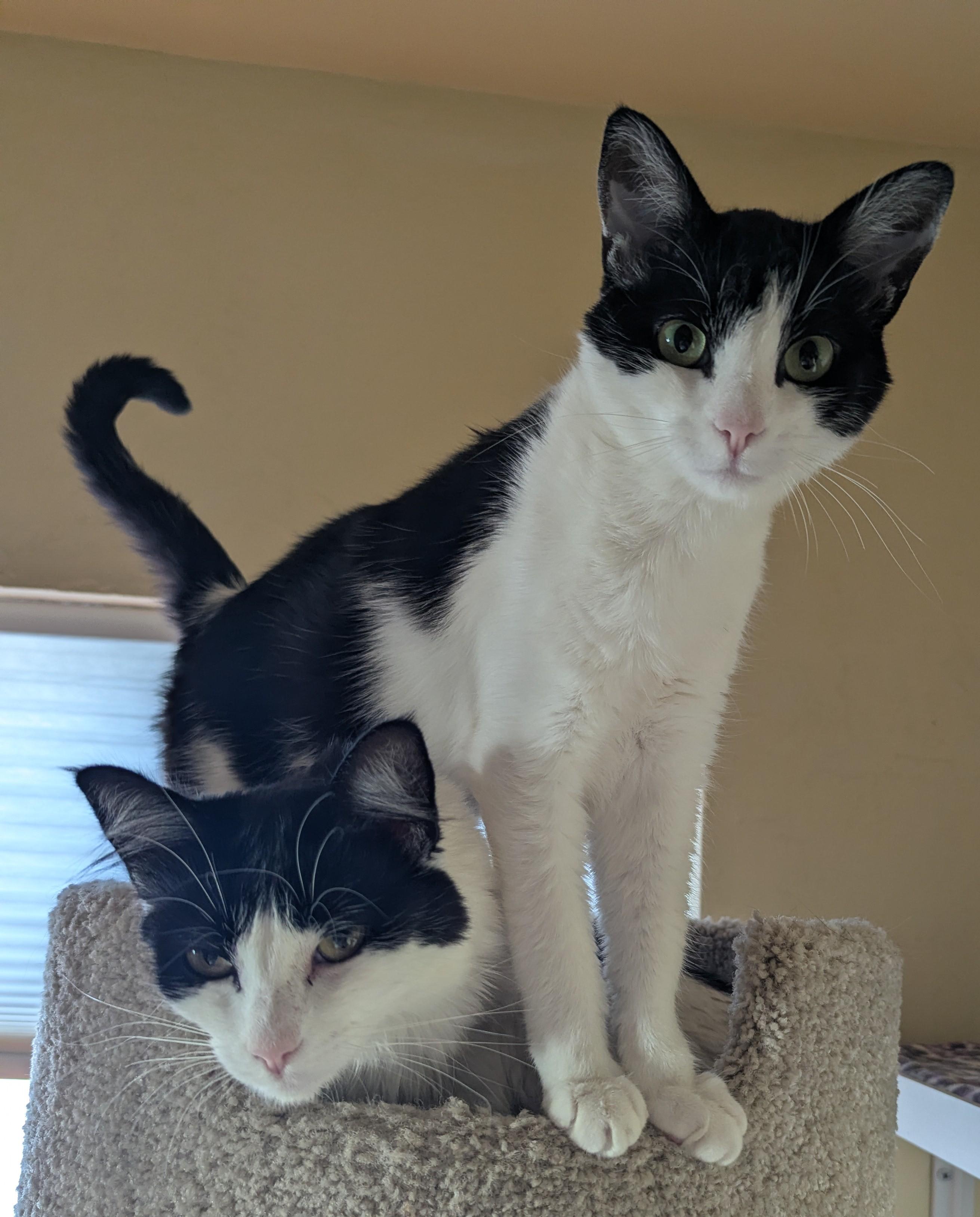 Enlarge LIZZY and POPPY, a Adoptable Domestic Short Hair in Prescott, AZ image 5/6
