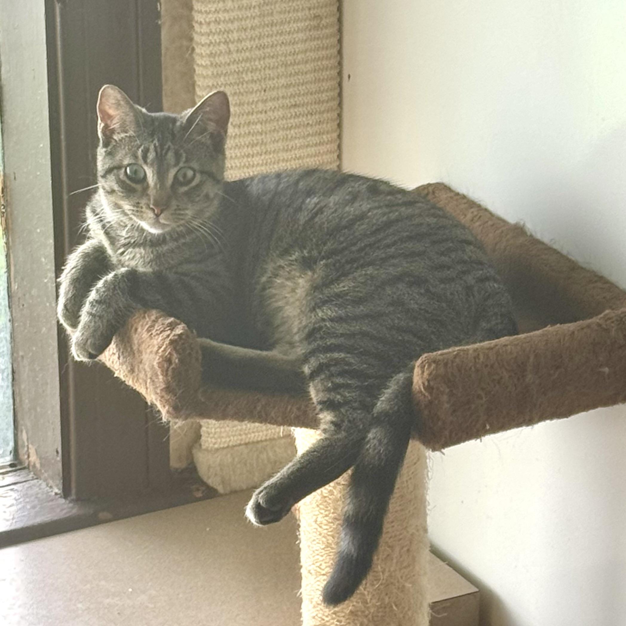 Enlarge Barbie, a Adoptable Domestic Short Hair in North Tonawanda, NY image 5/6