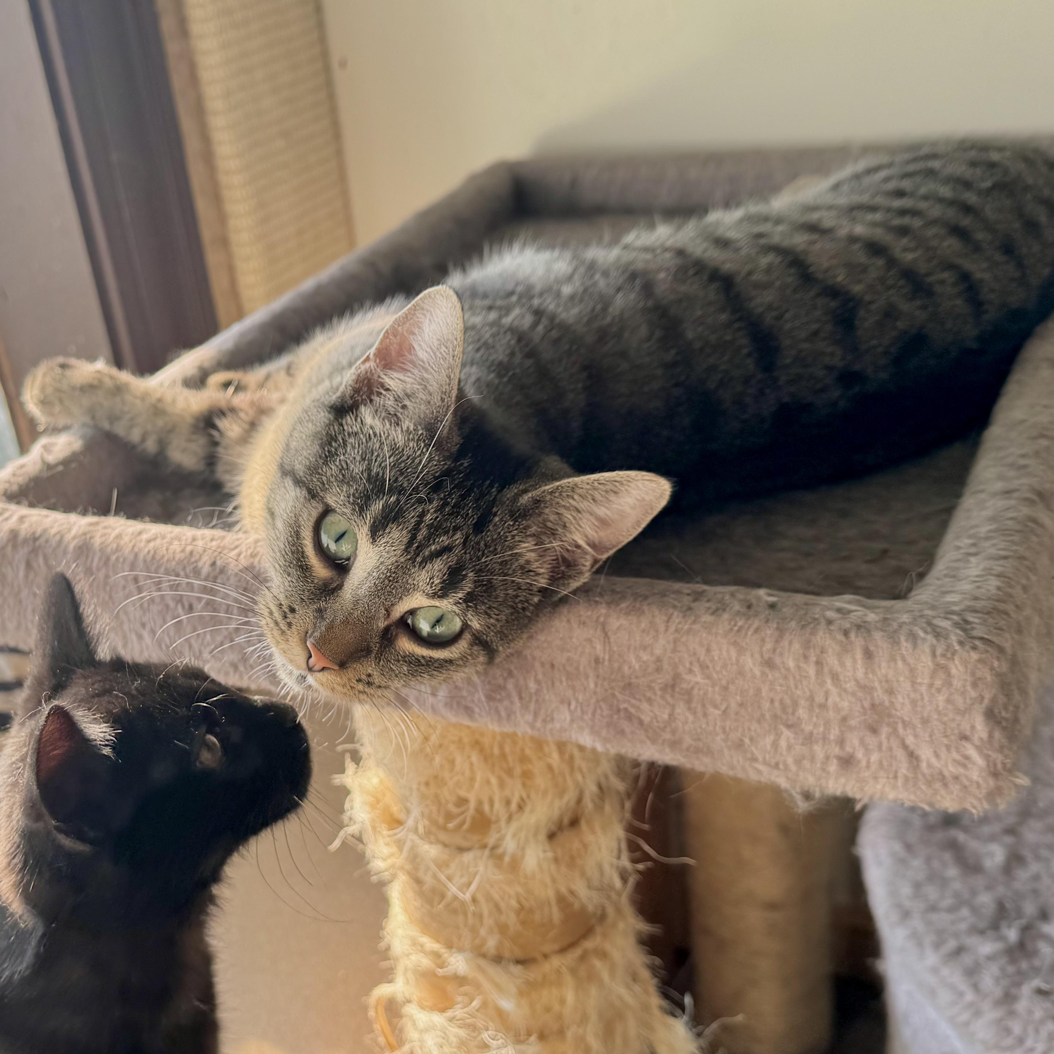 Barbie, Adoptable, Young Female Domestic Short Hair.