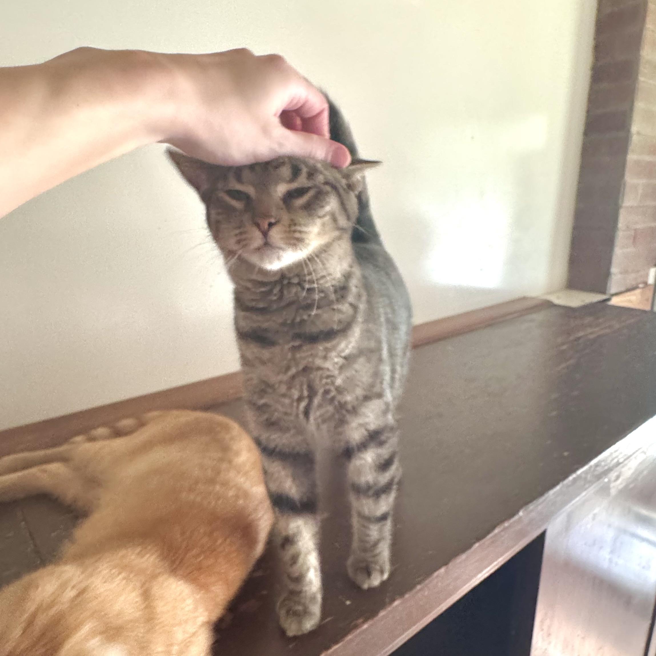Enlarge Barbie, a Adoptable Domestic Short Hair in North Tonawanda, NY image 2/6