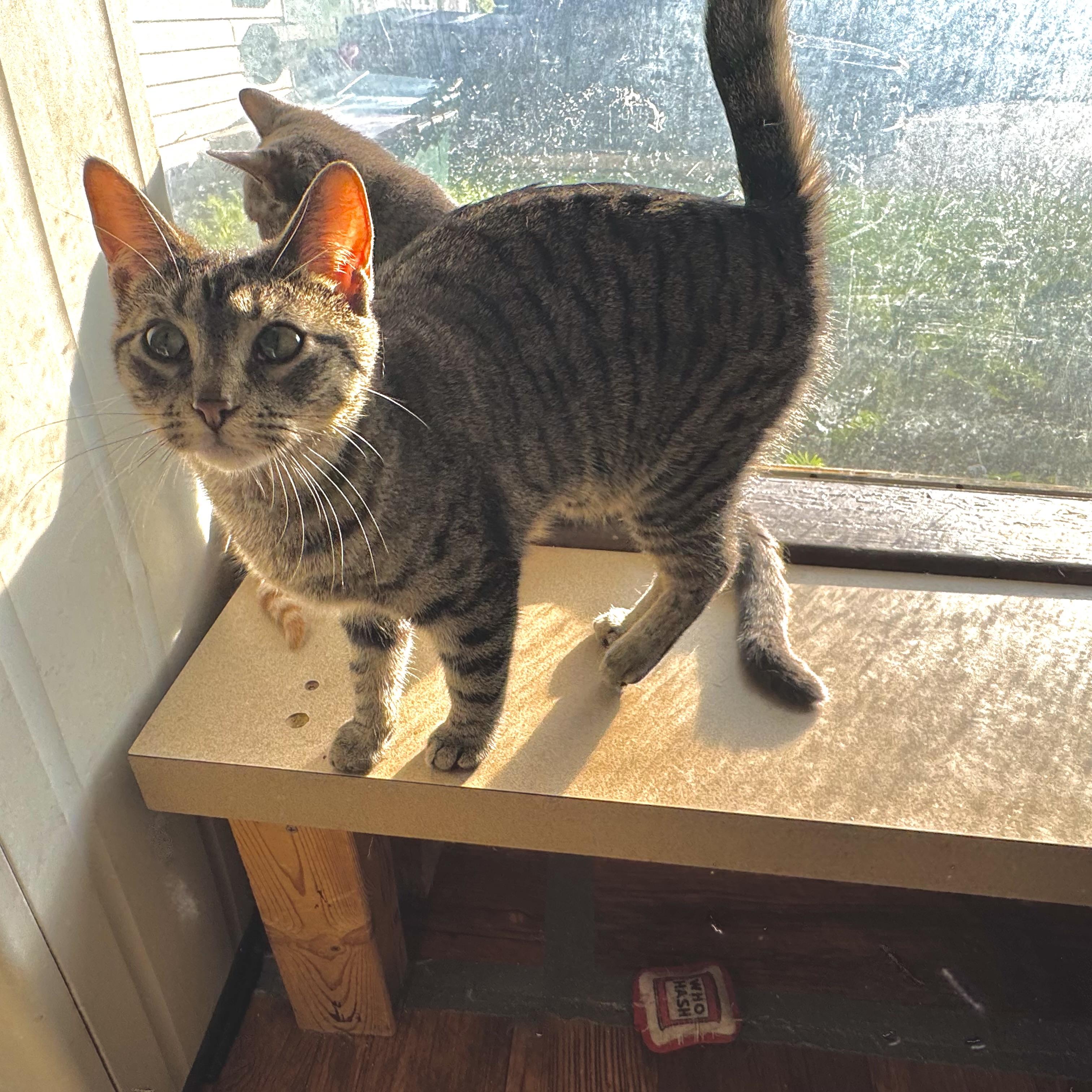 Enlarge Barbie, a Adoptable Domestic Short Hair in North Tonawanda, NY image 6/6