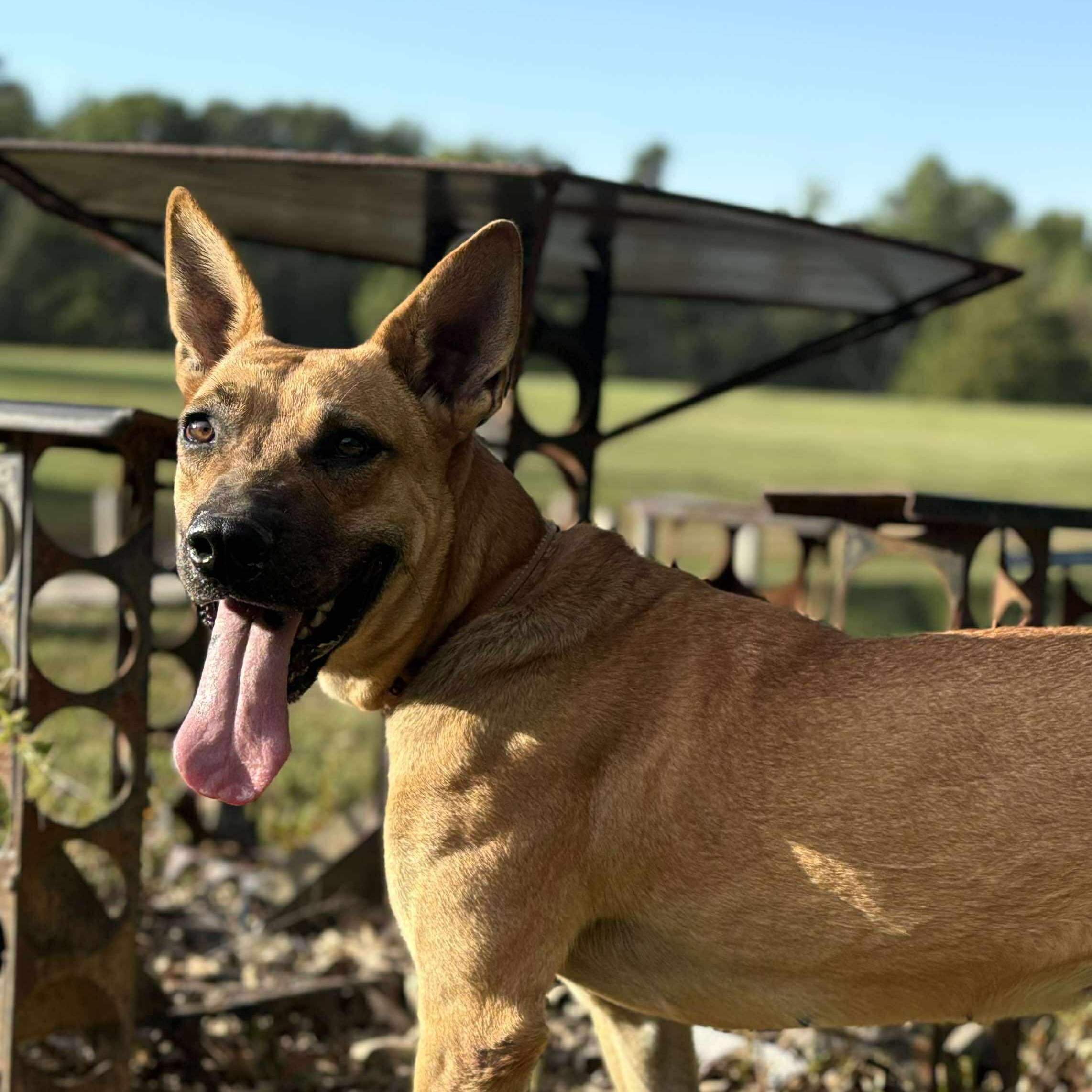 Peach, ADOPTABLE, Young Female Mixed Breed.
