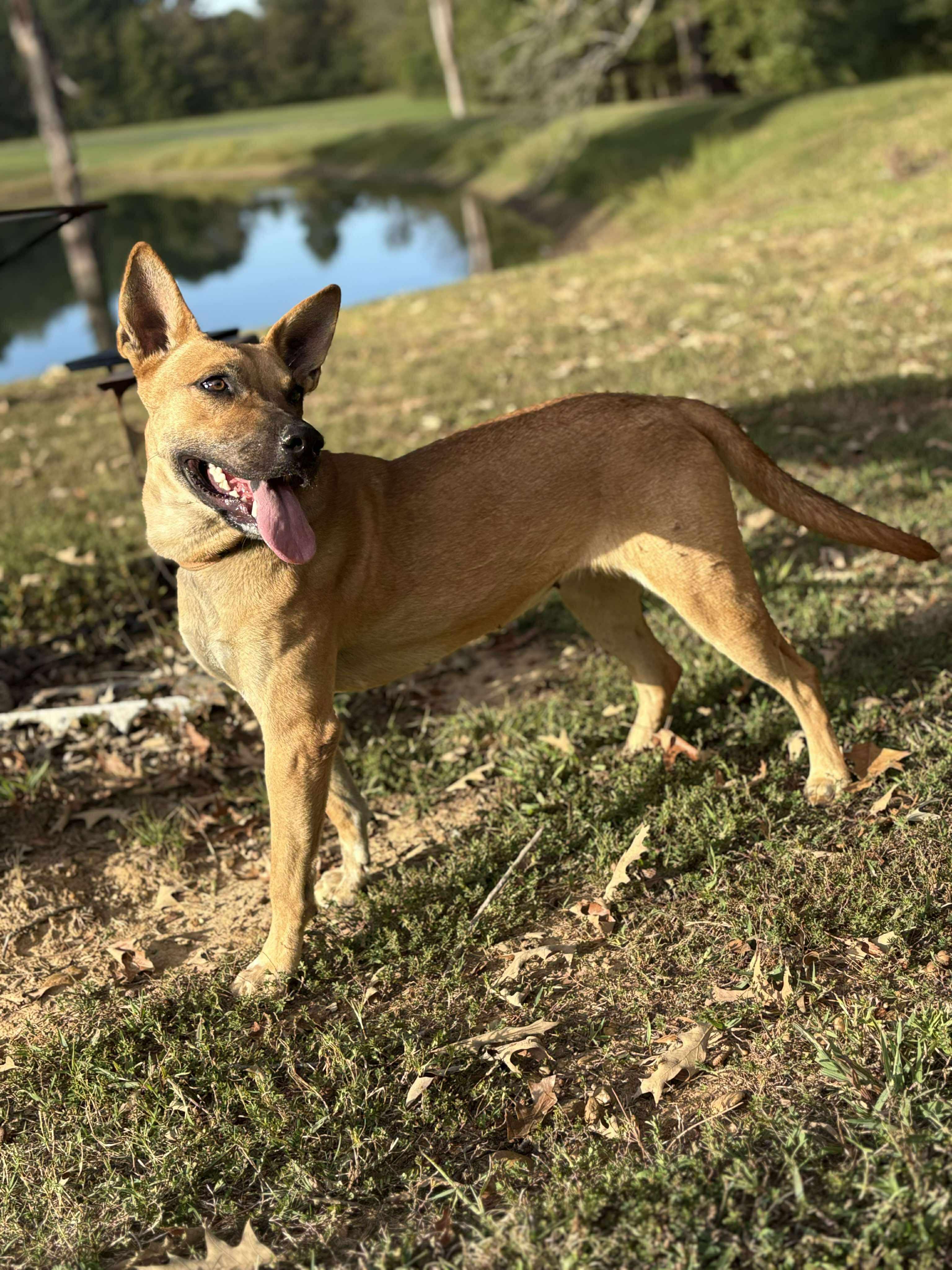 Peach, a ADOPTABLE Mixed Breed in Northwood, NH image 4/4