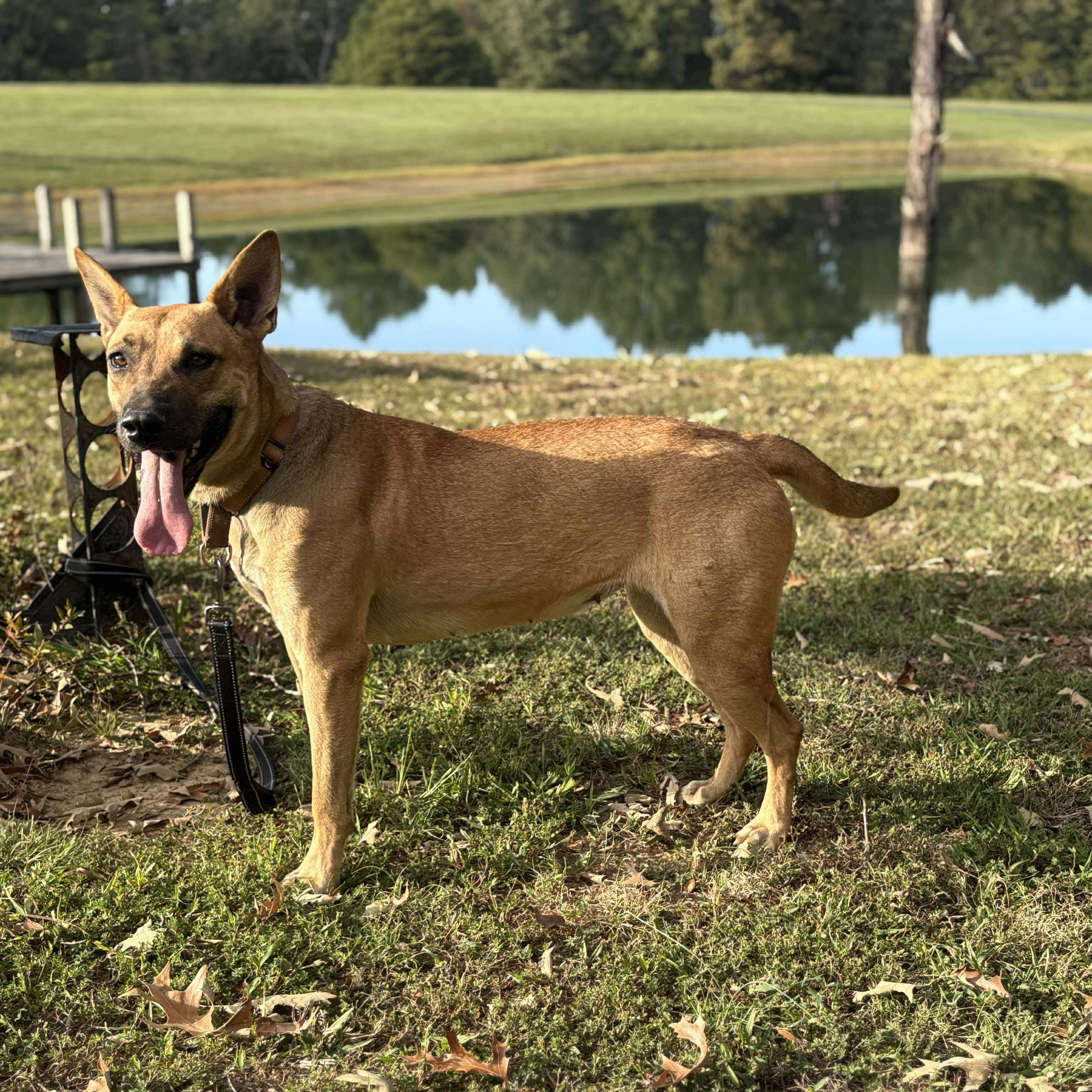 Peach, a ADOPTABLE Mixed Breed in Northwood, NH image 3/4
