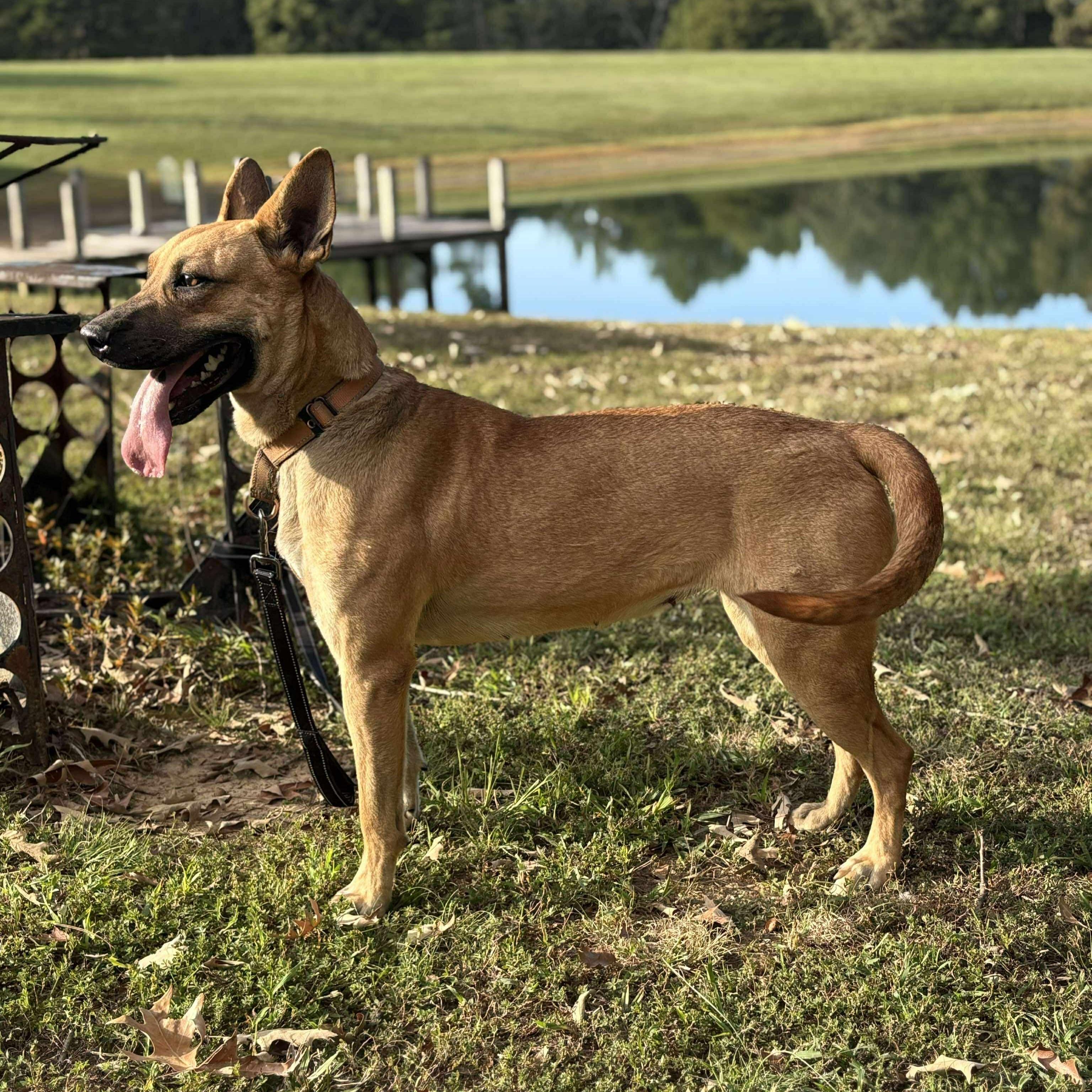 Peach, a ADOPTABLE Mixed Breed in Northwood, NH image 2/4