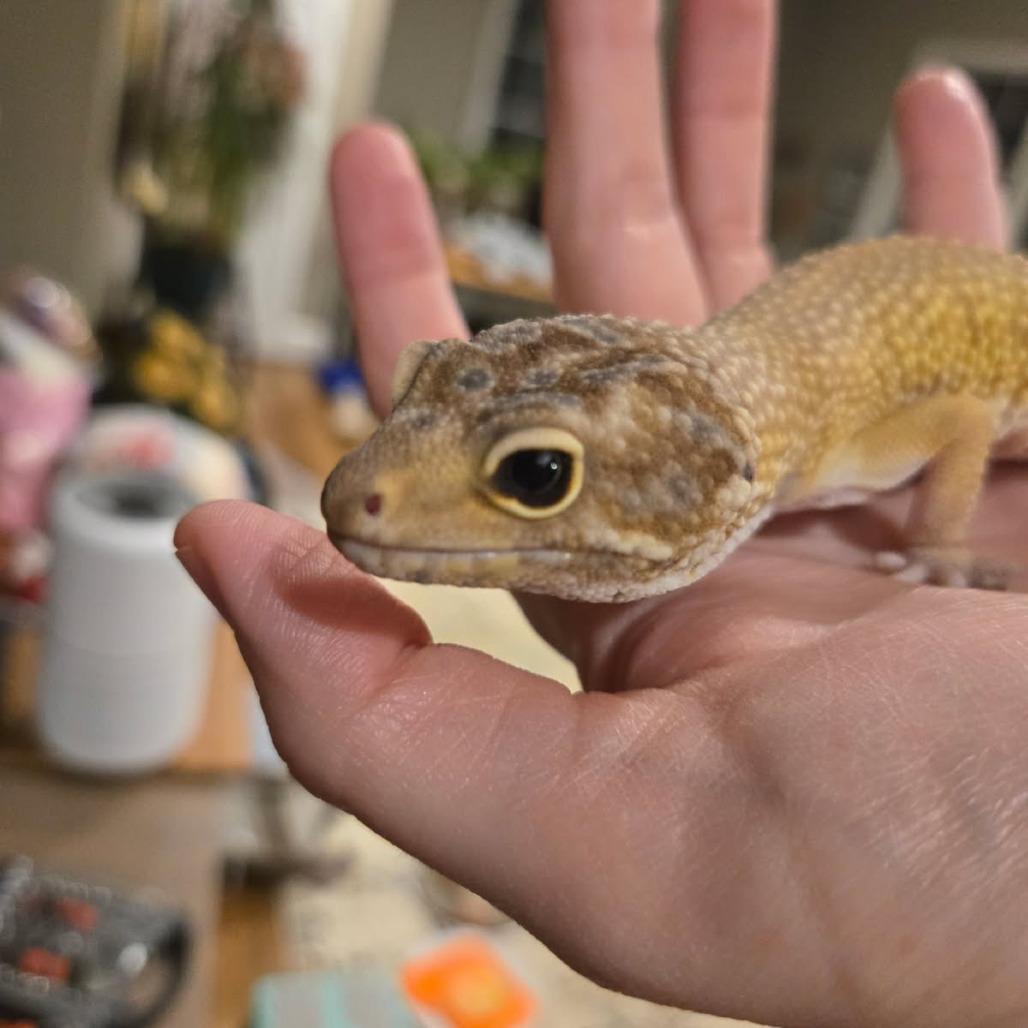 Sunny, Adoptable, Adult Male Gecko.