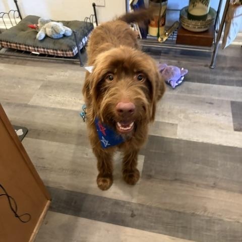 Peluche, ADOPTABLE, Young Male Labradoodle.