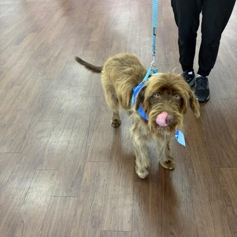 Peluche, a ADOPTABLE Labradoodle in Maitland, FL image 3/3