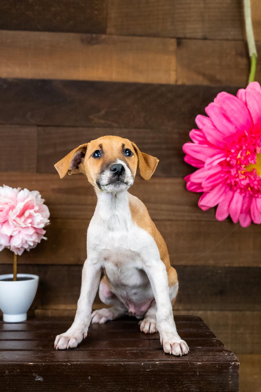 478-26, ADOPTABLE, Puppy Male Terrier.