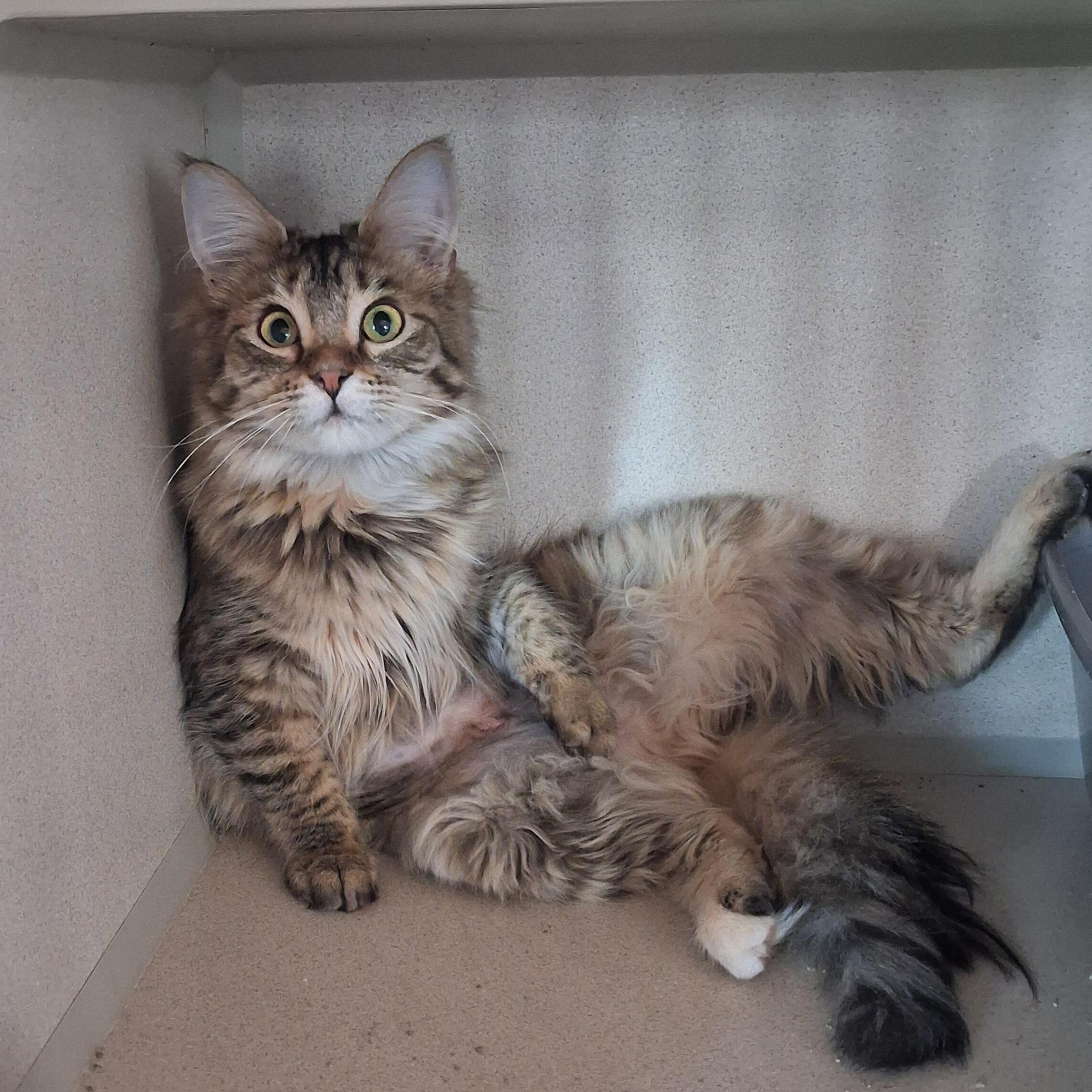 Enlarge Mildred, a Adoptable Domestic Medium Hair in Ridgway, CO image 2/5