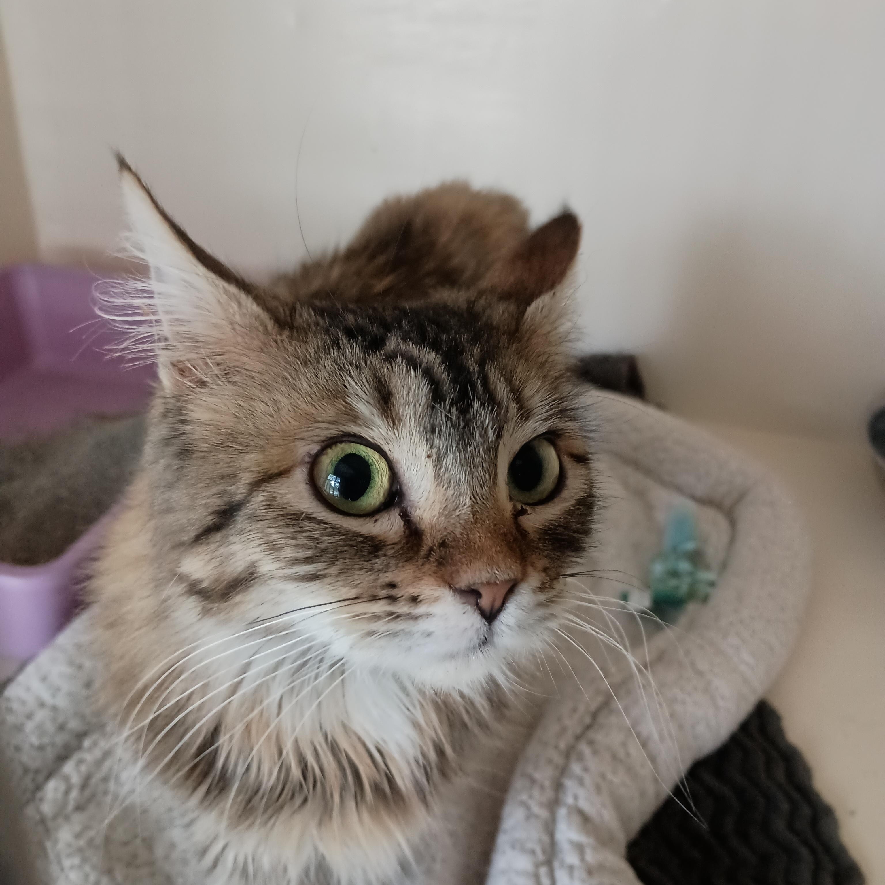 Enlarge Mildred, a Adoptable Domestic Medium Hair in Ridgway, CO image 4/5