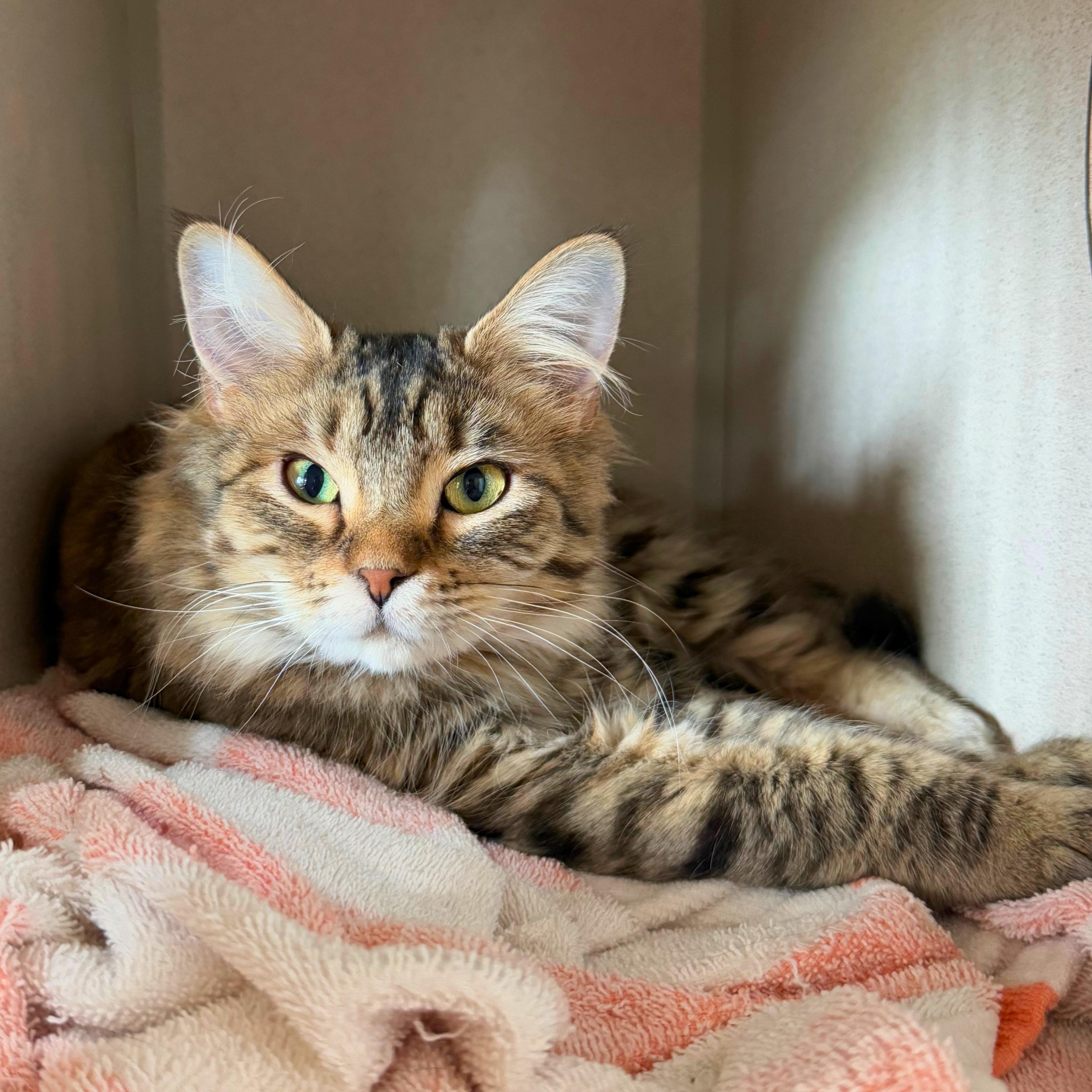 Enlarge Mildred, a Adoptable Domestic Medium Hair in Ridgway, CO image 3/5