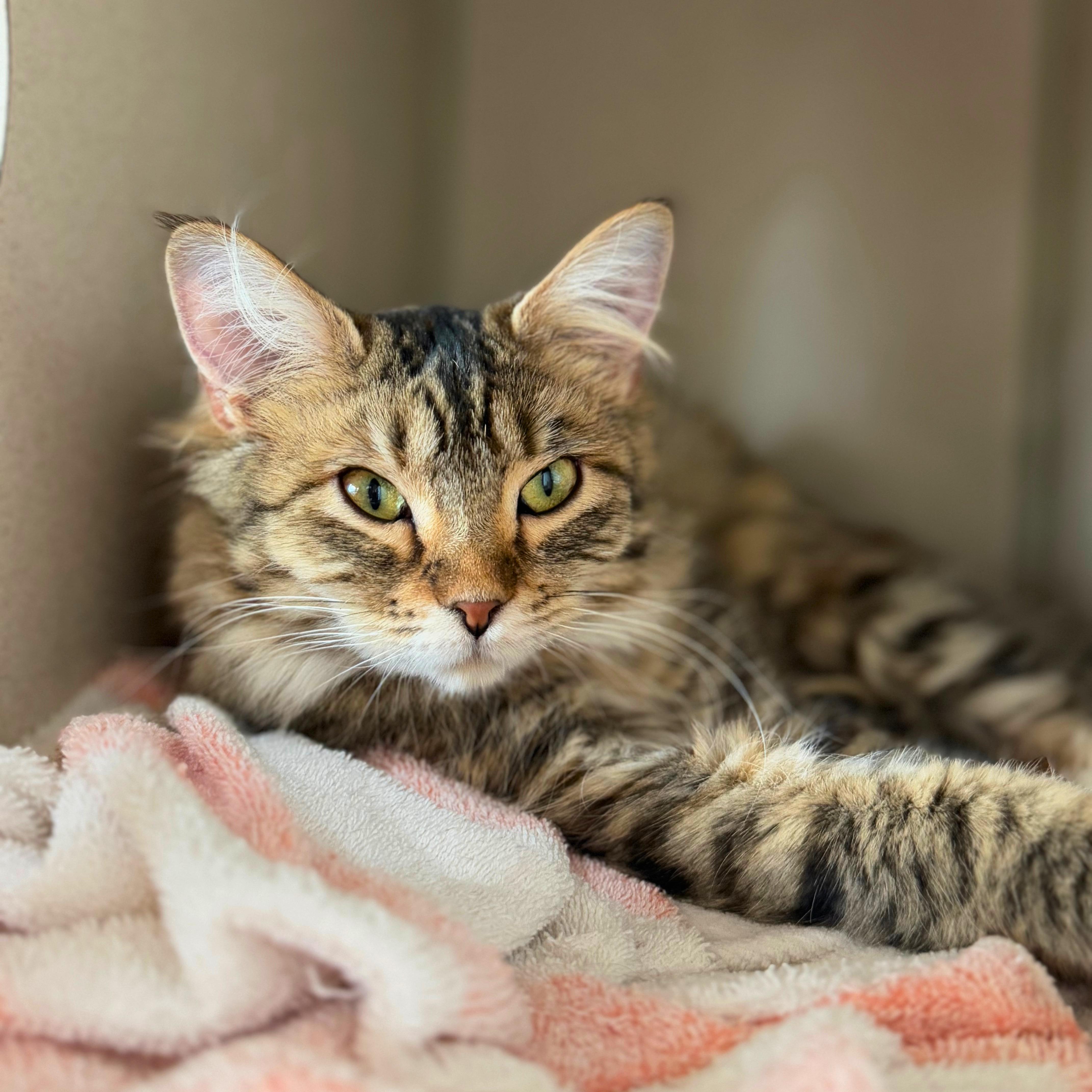 Enlarge Mildred, a Adoptable Domestic Medium Hair in Ridgway, CO image 5/5