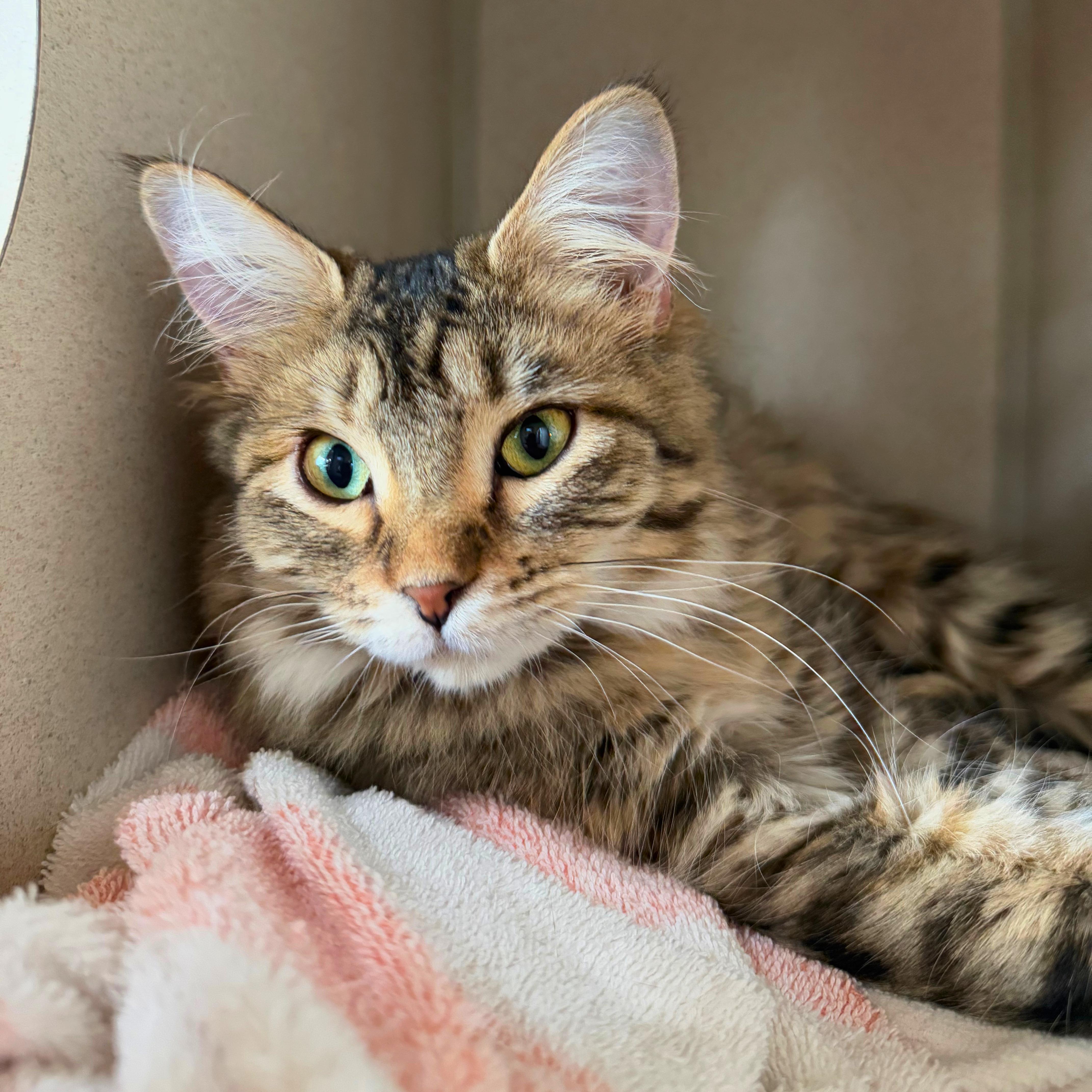 Mildred, Adoptable, Young Female Domestic Medium Hair.