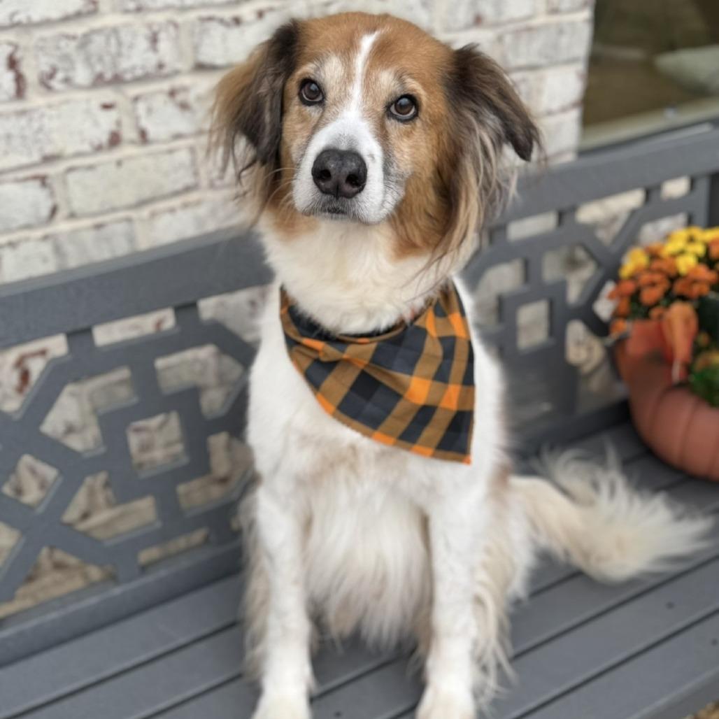 Enlarge Raleigh, a Adoptable mixed breed in Bessemer, AL image 1/1