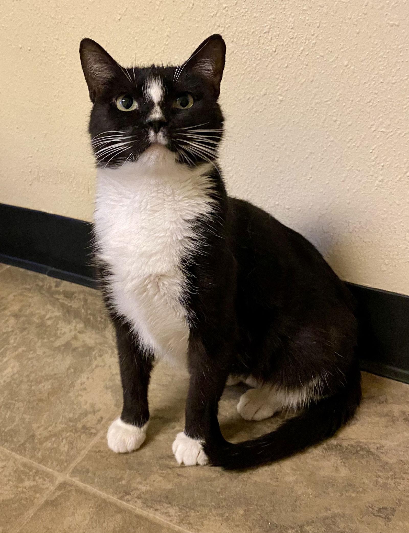 Enlarge Money Penny, a Adoptable Domestic Short Hair in Fargo, ND image 1/2