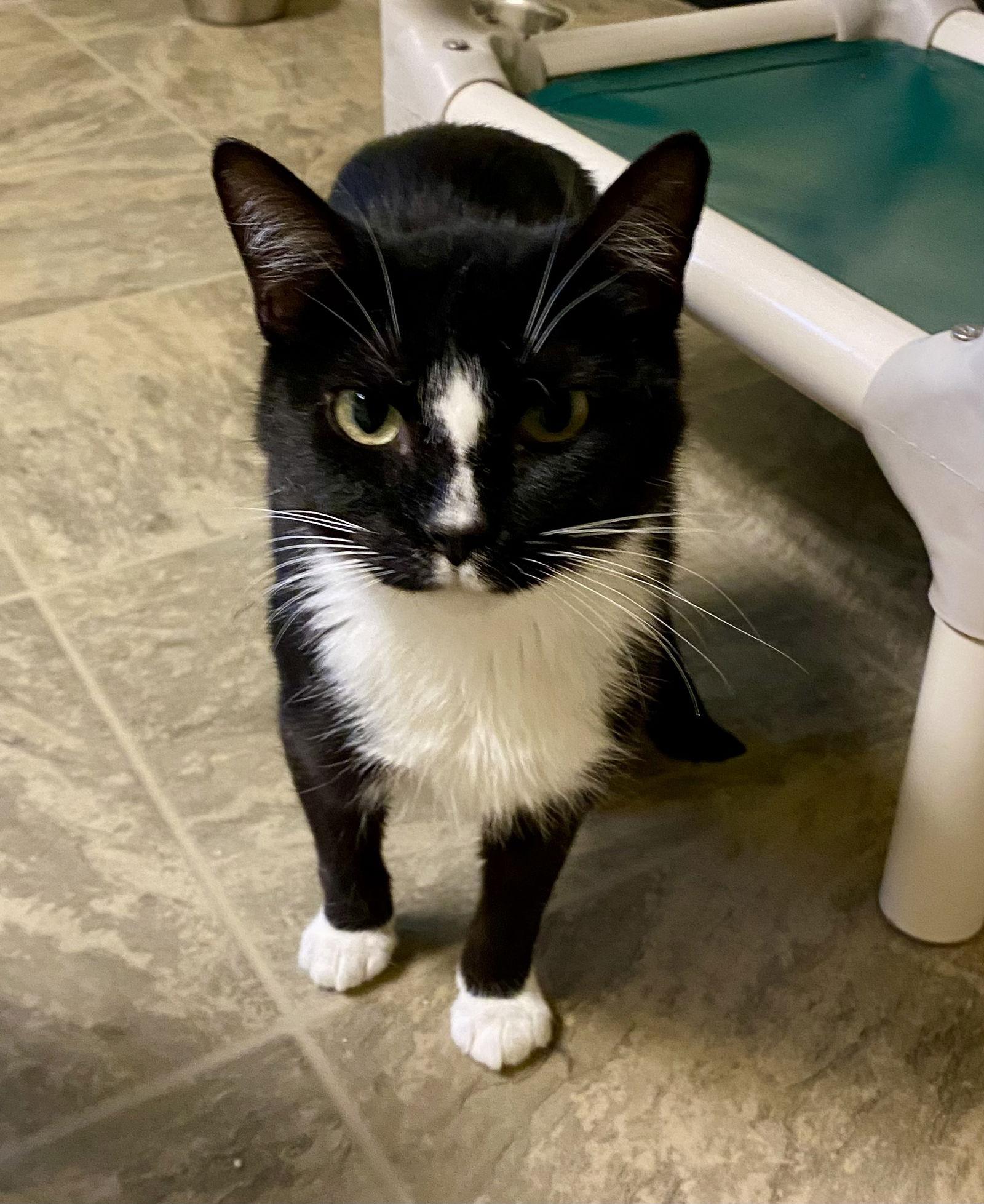 Enlarge Money Penny, a Adoptable Domestic Short Hair in Fargo, ND image 2/2