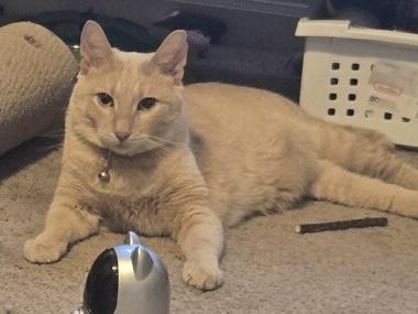 Enlarge Will, a Adoptable Domestic Short Hair in Romeoville, IL image 1/3