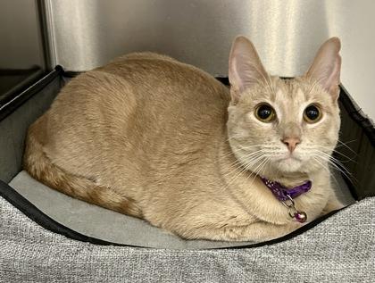 Enlarge Will, a Adoptable Domestic Short Hair in Romeoville, IL image 2/3