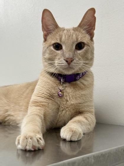 Enlarge Will, a Adoptable Domestic Short Hair in Romeoville, IL image 3/3