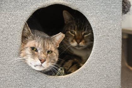 Cornbread, Adoptable, Adult Male Domestic Short Hair & Domestic Short Hair.