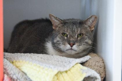 Enlarge Cornbread, a Adoptable Domestic Short Hair in Ringoes, NJ image 2/3