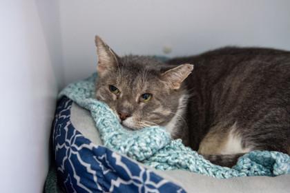 Enlarge Cornbread, a Adoptable Domestic Short Hair in Ringoes, NJ image 3/3