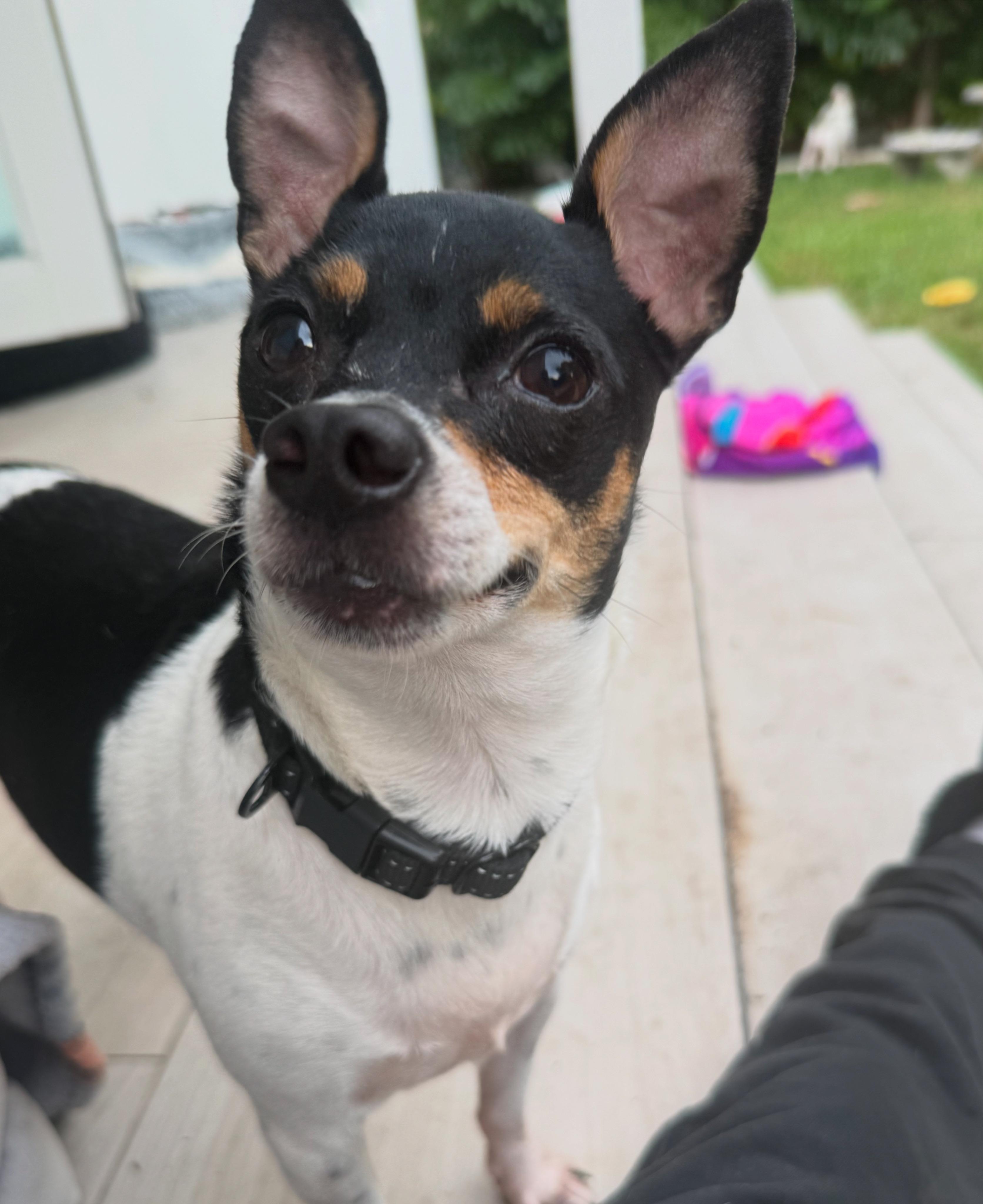 Rocky, ADOPTABLE, Young Male Fox Terrier & Chihuahua.